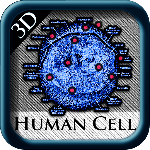 Human Cell 3D