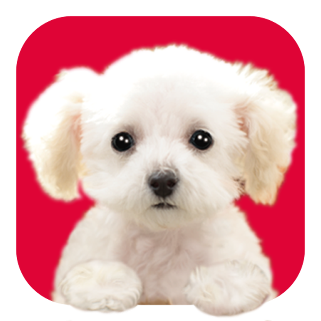かわいい子犬ソリティア トランプでペット育成 トイプードル編 Iphone最新人気アプリランキング Ios App