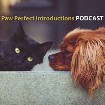 How to introduce your baby to a kitten or adult cat