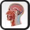 Atlante anatomico umano (AppStore Link)