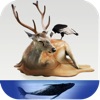 Atlas: Birds, Sea Animals and Animals