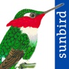 All Birds Colombia - a complete field guide to all the bird species recorded in Colombia colombia flag 