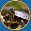 turtles pictures to win for kids no ads free personal ads pictures 