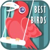 最高の鳥の音+