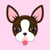 Brindle Boston Terrier Animated Emoji Stickers
