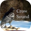 Crow Sounds – Crow Call Sound eating crow 