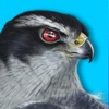 iBird Plus Guide to Birds