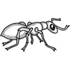 Insecte Sticker Pack