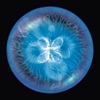 Osmos for iPad (AppStore Link)
