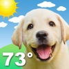 Weather Puppy