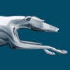 Greyhound (US)