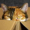 Cat Picture Adesivi