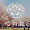 桜百景