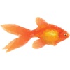 Poissons Trois Sticker Pack