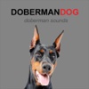 Doberman Dog Sounds and Barking dogs barking sounds 