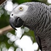 African Grey Parrot Wallpapers HD- Quotes and Art african grey parrot 