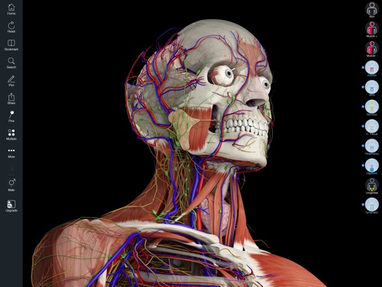3d4medical complete anatomy mac torrent