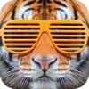 no app image