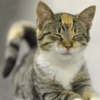 Cutest Adesivi Cat
