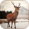 Deer Calls & Sounds lite - Hunter Calls Free calls