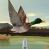Duck Hunter - Free duck hunting games, duck hunt simulator diving duck crossword 