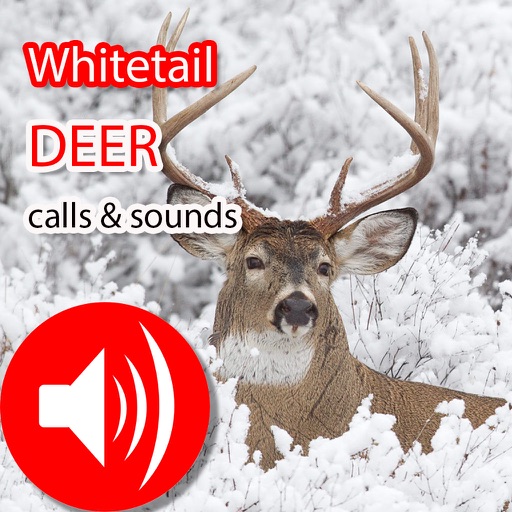 axis deer sounds