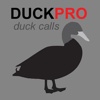 Duck Call and Duck Sounds for Duck Hunting diving duck 