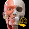 筋肉系 - 解剖学3Dアトラス - 人体の...