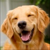 Dog Sounds : Fun sounds for dog lovers, kids and adults dog lovers chat 