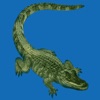 Звуки Gator