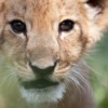 Kids Zoo Animal Photo Jigsaw Puzzles - Amazing and adorable game for toddlers, boys and girls kids online puzzles