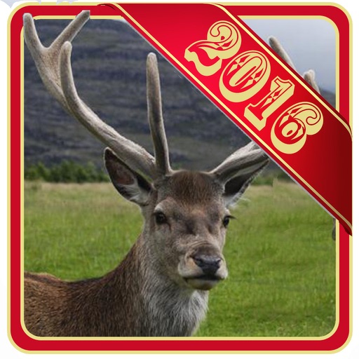 Deer Hunting 19: Hunter Safari PRO 3D download the last version for android