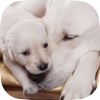 Be a Professional Help a Mother Dog Birth Fast & Safe food for pregnant mother 