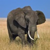 Safari Animal Sounds and Information Free animal welfare information 