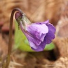 Rhode Island Wildflowers rhode island facts 