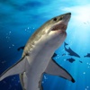 Shark Tank: Swim Race greenland shark 