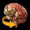 Brain - 3D Atlas of A...