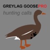 REAL Greylag Goose Hunting Calls -- Greylag Goose CALLS & Greylag Goose Sounds! (ad free) BLUETOOTH COMPATIBLE canada goose 