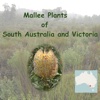 Mallee Plants of South Australia and Victoria victoria australia 