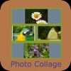 Collage of Photos
