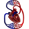 Blood Circulation 3D
