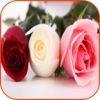Roses Wallpaper HD