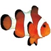 Clownfish and Shark