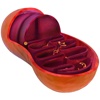 Mitochondrion 3D