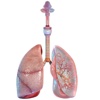 Human Lungs 3D