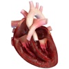 Human Heart 3D