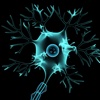 Structure of Neuron 3D