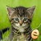 (무료버전)어린이 무료 직소 원더 새끼 고양이 퍼즐 앱 아이콘