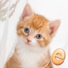 어린이를위한 직소 원더 새끼 고양이 퍼즐 앱 아이콘 이미지