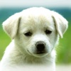 Cute Puppies Wallpapers - dog pictures for free! free puppies 